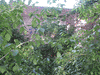 Strzegom Miasto - detal